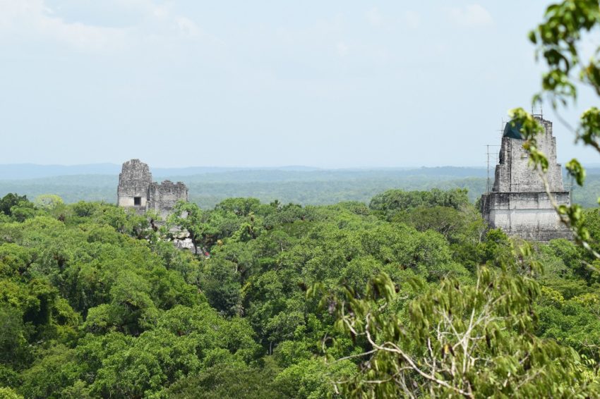 Tikal Ruins, A Belize Day Adventure a look at the some of temples standing out of the jungle canopy on the belize tikal day tour