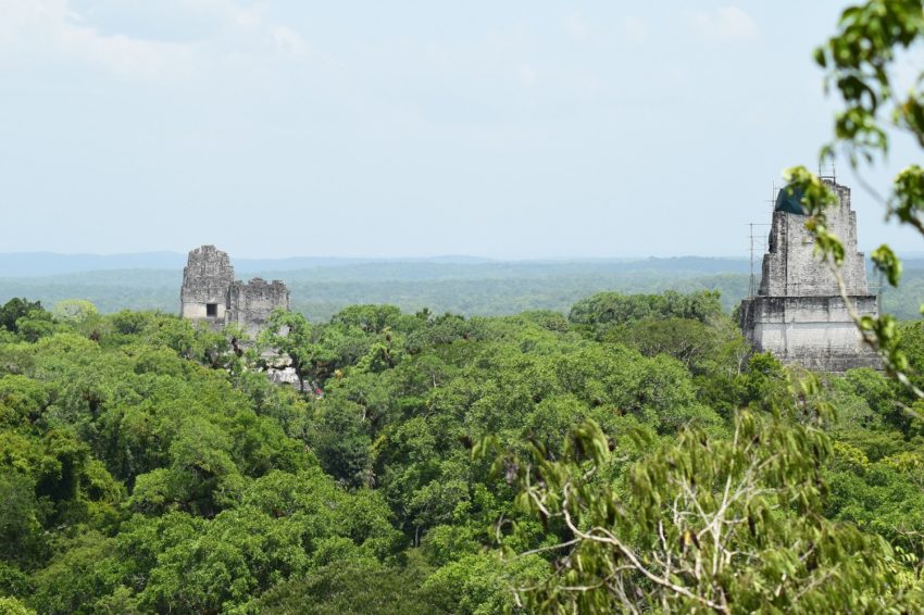 a look at the some of temples standing out of the jungle canopy on the belize tikal day tour