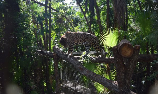 belize zoo jaguar jaguar at the belize zoo