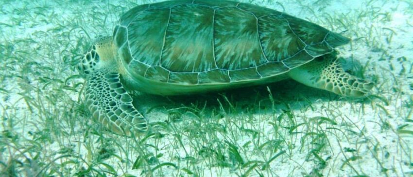 one tank local dive san pedro belize