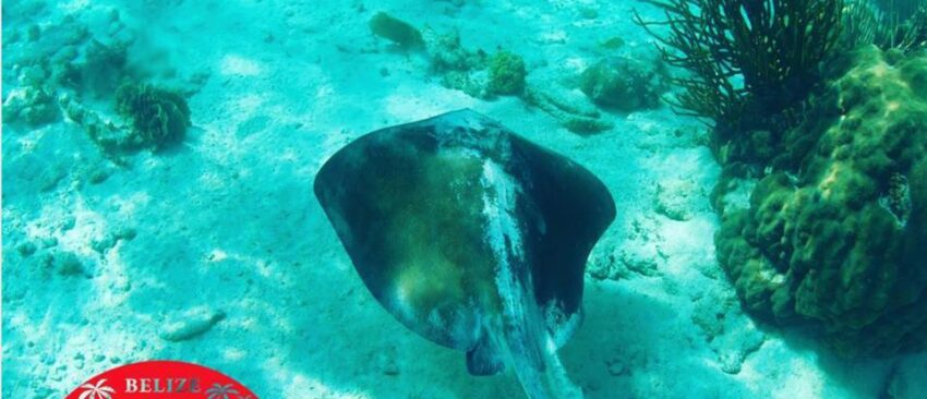 South water caye snorkeling from placencia belize