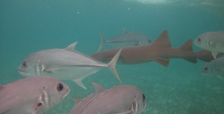 snorkeling at hol chan and shark ray off the shore of san pedro