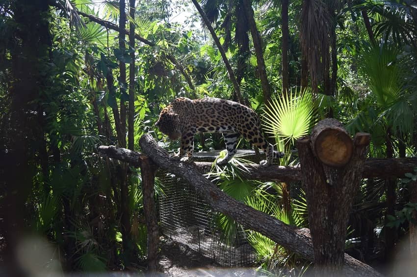 Belize Zoo Tour jaguar in it's natural habitat at the belize zoo in belize