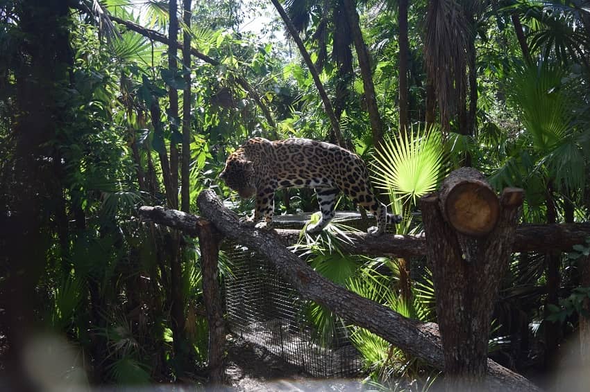 jaguar in it's natural habitat at the belize zoo in belize