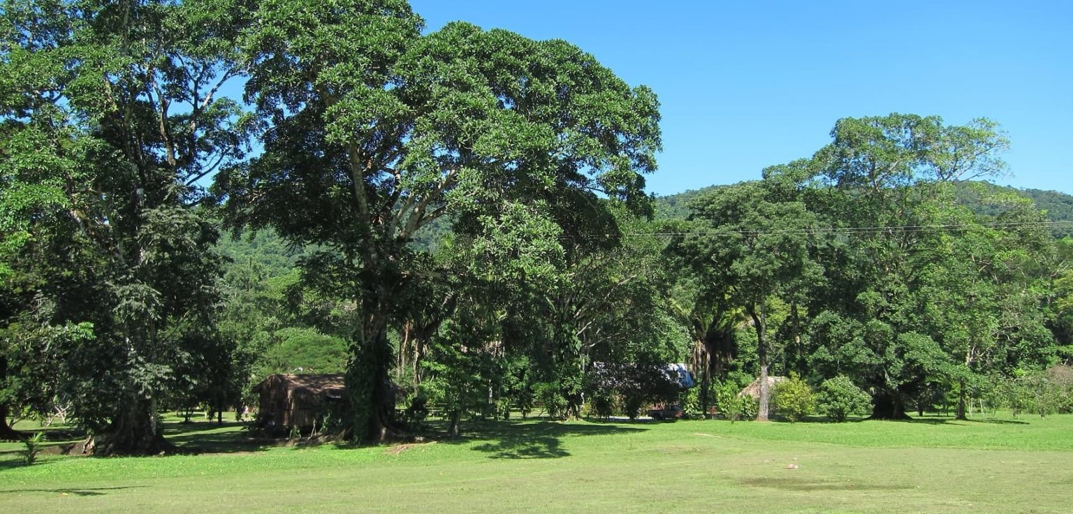 rainforest surrounding the lobby, restaurant and bar at bocawina rainforest resort in belize