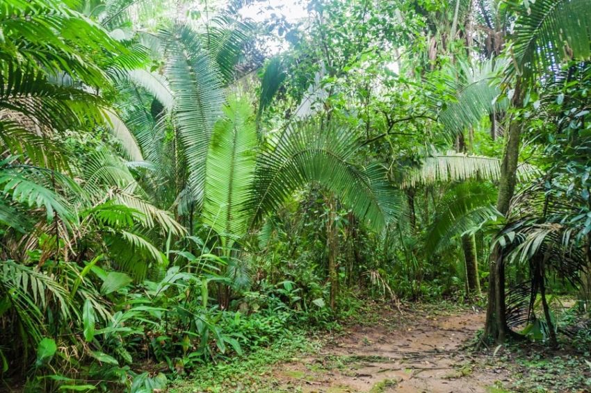 view of the trail in cockscomb basin in southern belize