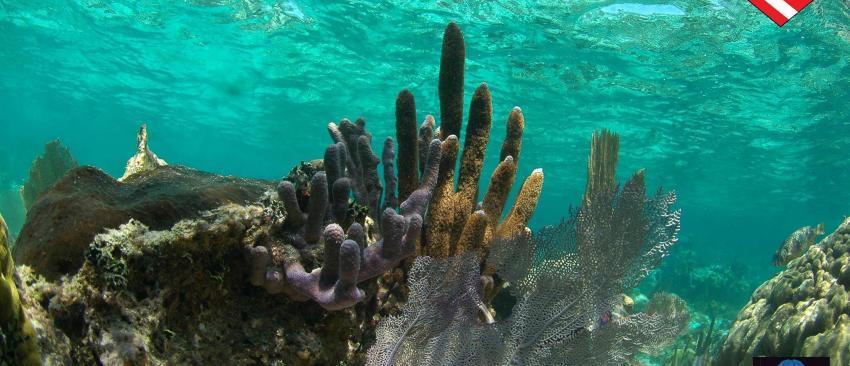 snorkeling from placencia belize