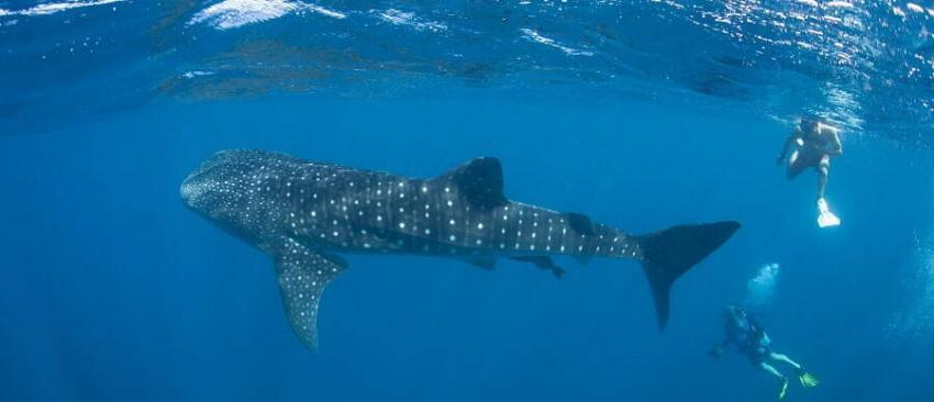 whale shark snorkeling & diving in belize whale shark snorkeling & diving in belize