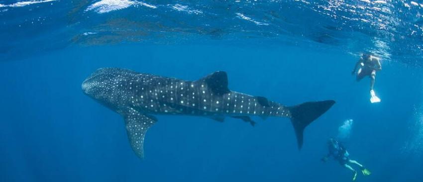 whale shark snorkeling & diving in belize